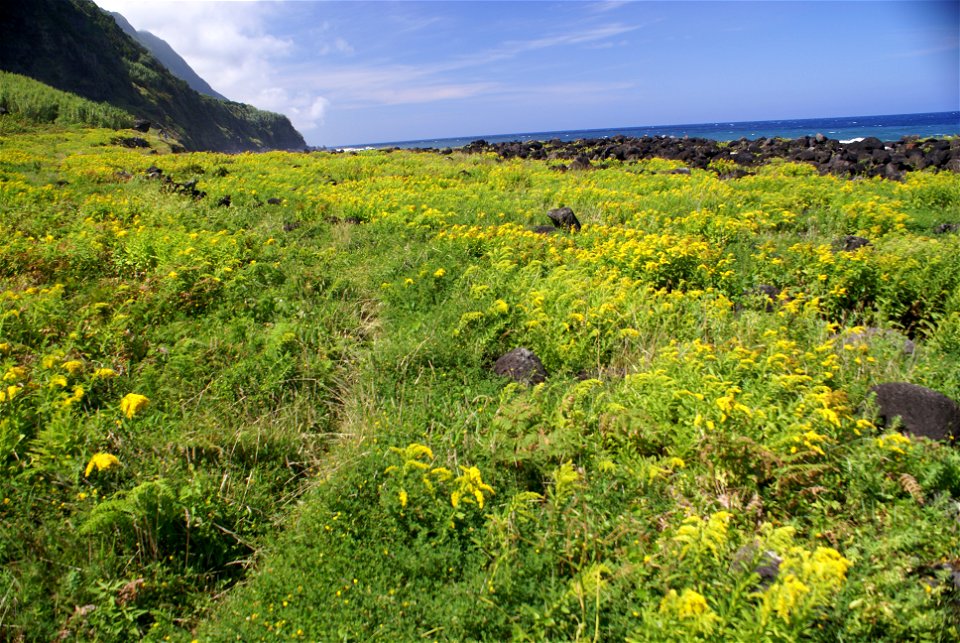 Fajã Rasa, grande povoamento de Cubres, Solidago sempervirens, Toledo, Velas, ilha de São Jorge, Açores