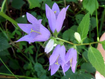 Ужанський НПП, Великоберезнянський р-н





This is a photo of a natural heritage site in Ukraine, id: 21-208-5001
