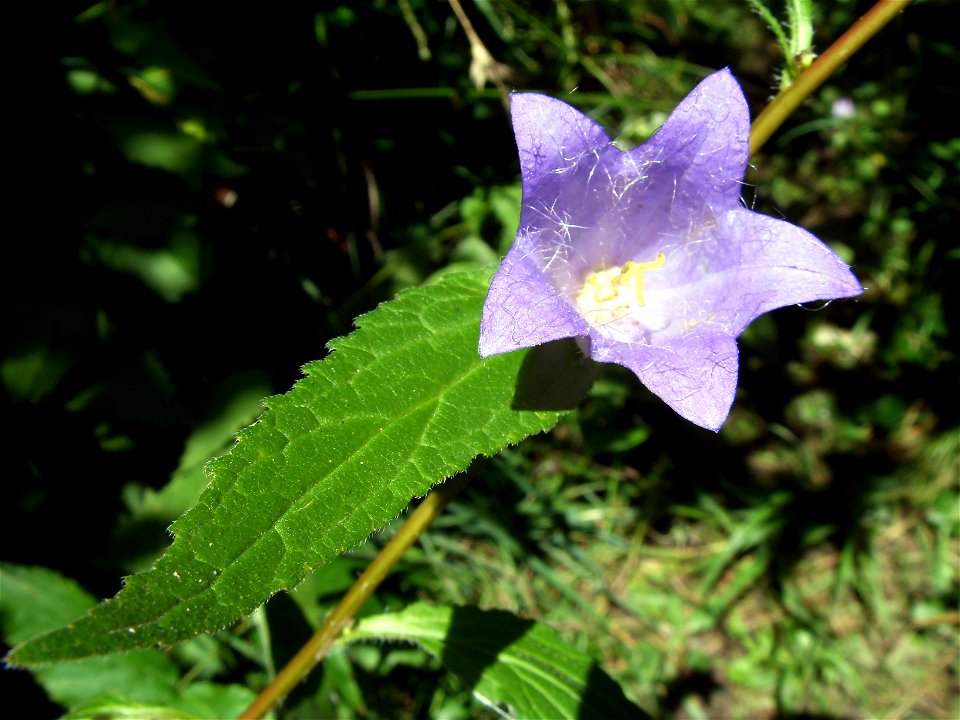 Ужанський НПП, Великоберезнянський р-н





This is a photo of a natural heritage site in Ukraine, id: 21-208-5001