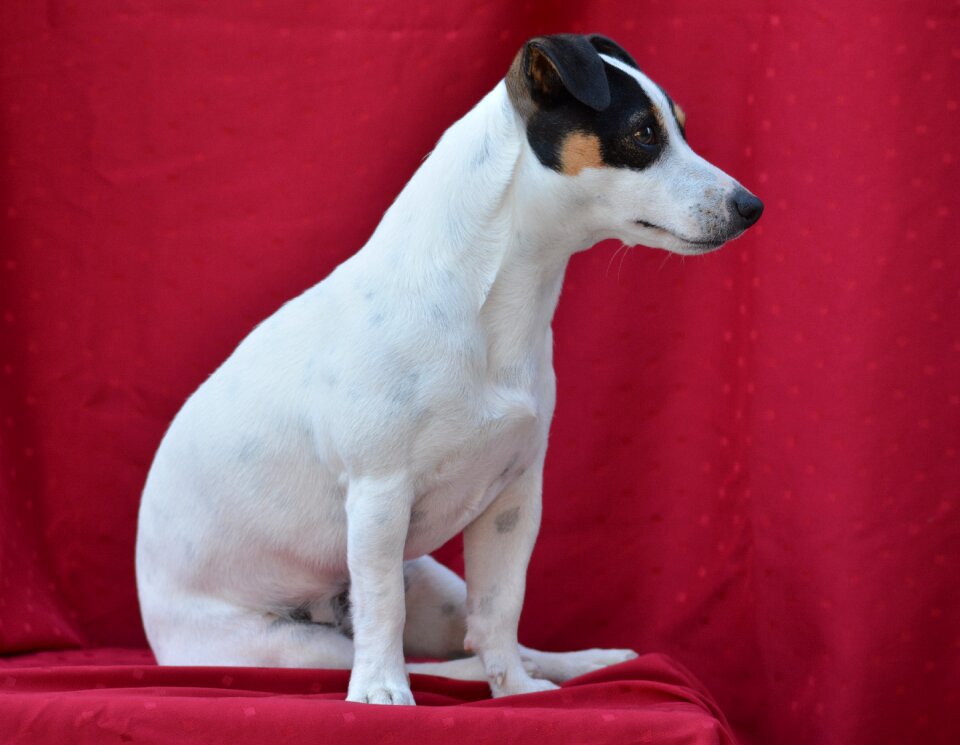 Terrier cute russel