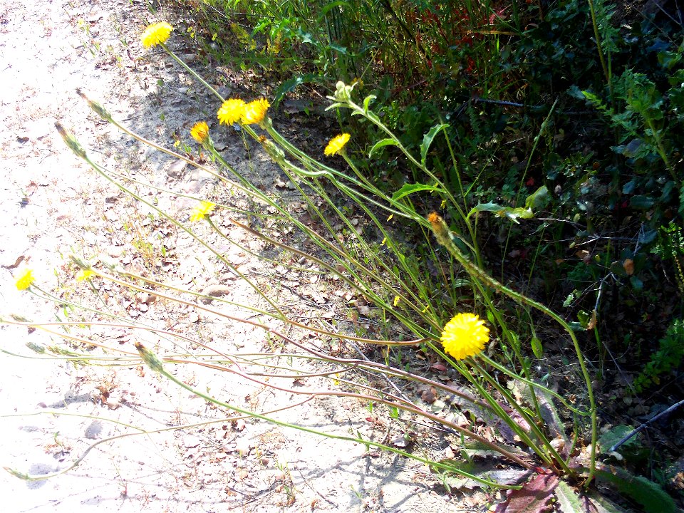 Crepis capillaris habit, Dehesa Boyal de Puertollano, Spain