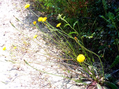 Crepis capillaris habit, Dehesa Boyal de Puertollano, Spain