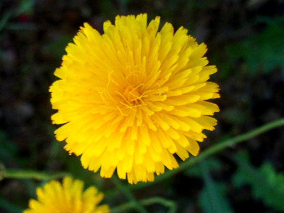 Crepis capillaris inflorescence closeup, Dehesa Boyal de Puertollano, Spain