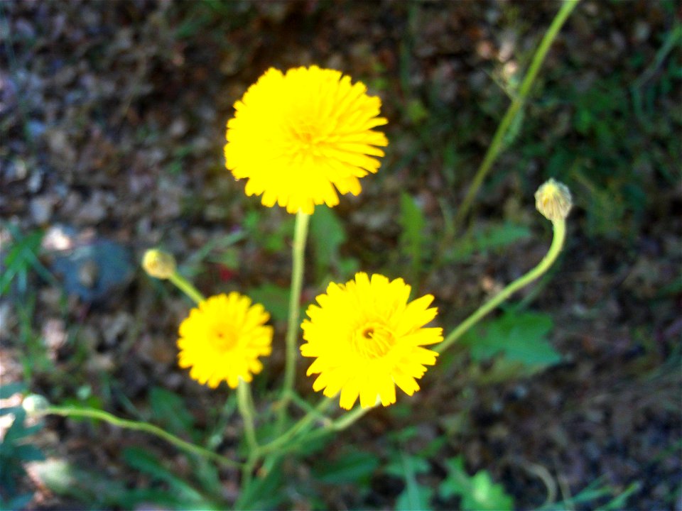 Crepis capillaris inflorescences, Dehesa Boyal de Puertollano, Spain