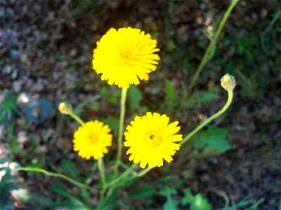 Crepis capillaris inflorescences, Dehesa Boyal de Puertollano, Spain