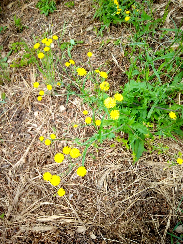 Smooth Hawksbeard 