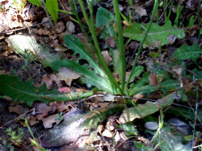 Crepis capillaris leaves rosette and stem, Dehesa Boyal de Puertollano, Spain photo