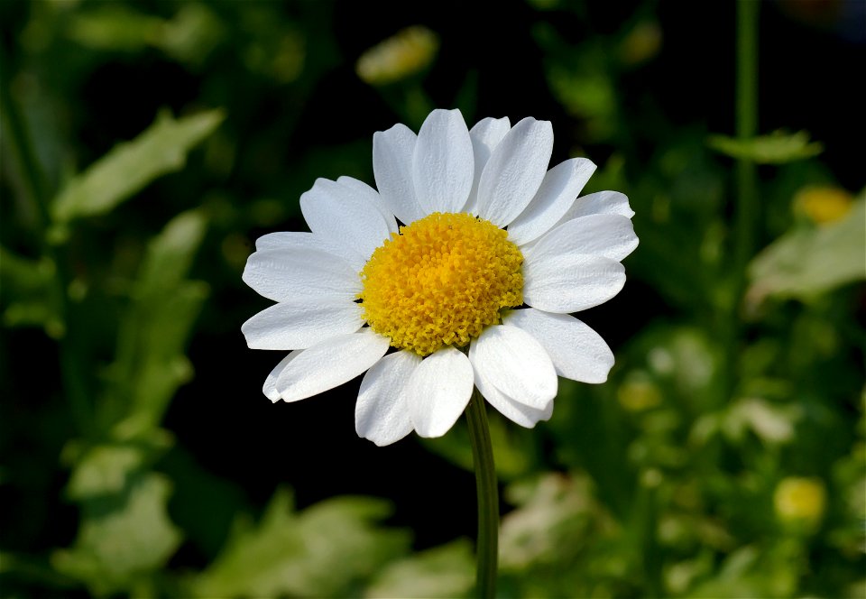 Swamp chrysanthemum