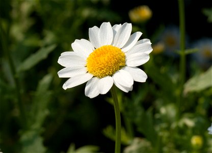 Swamp chrysanthemum