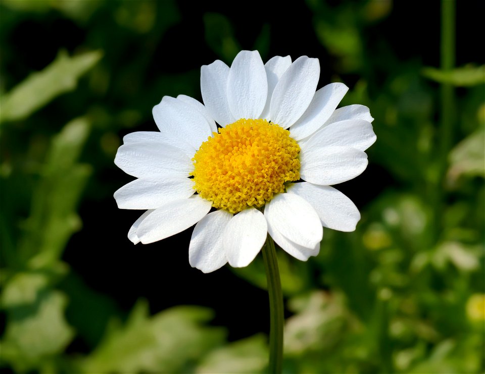 Swamp chrysanthemum