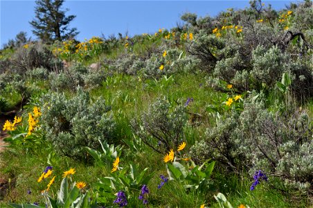 Hillside of Arrowleaf Balsam Root, Yellowstone National Park, June 18, 2011