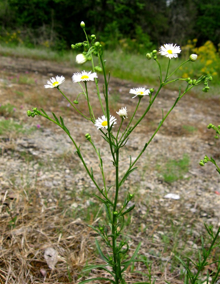 Erigeron strigosus in cedar glade in Cedars of Lebanon State Park, Wilson County, Tennessee.