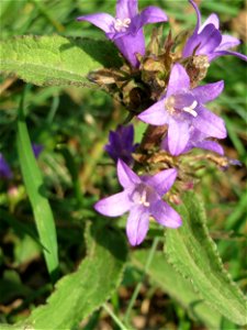 Knäuel-Glockenblume (Campanula glomerata) am Schalkenmehrener Maar