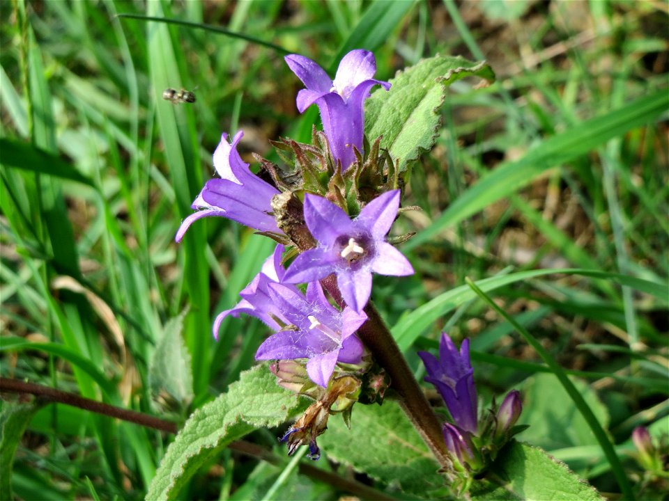 Knäuel-Glockenblume (Campanula glomerata) am Schalkenmehrener Maar