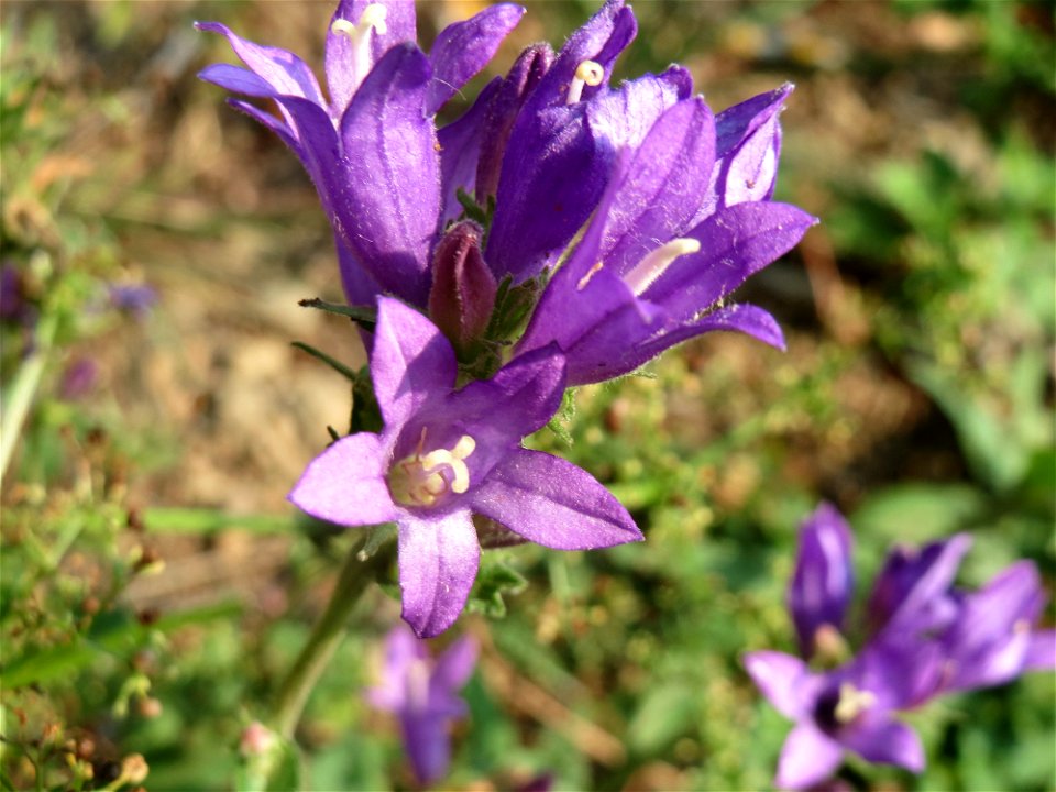 Knäuel-Glockenblume (Campanula glomerata) am Schalkenmehrener Maar