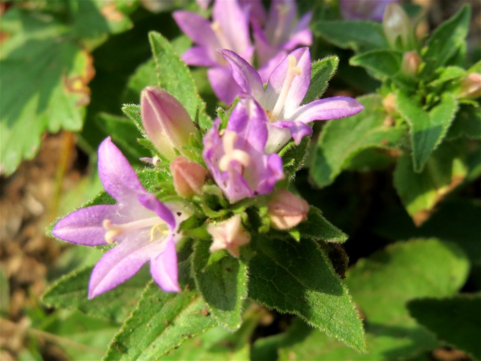 Knäuel-Glockenblume (Campanula glomerata) am Schalkenmehrener Maar
