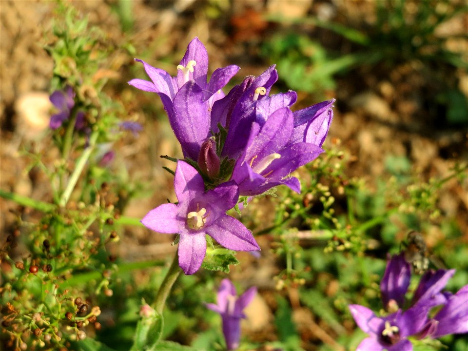 Knäuel-Glockenblume (Campanula glomerata) am Schalkenmehrener Maar