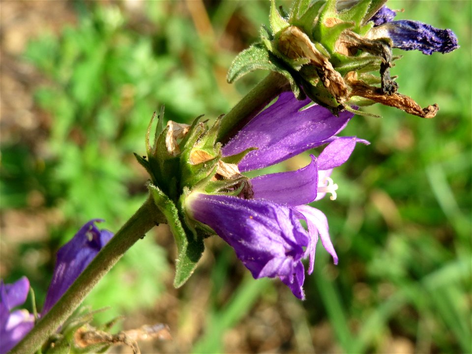 Knäuel-Glockenblume (Campanula glomerata) am Schalkenmehrener Maar