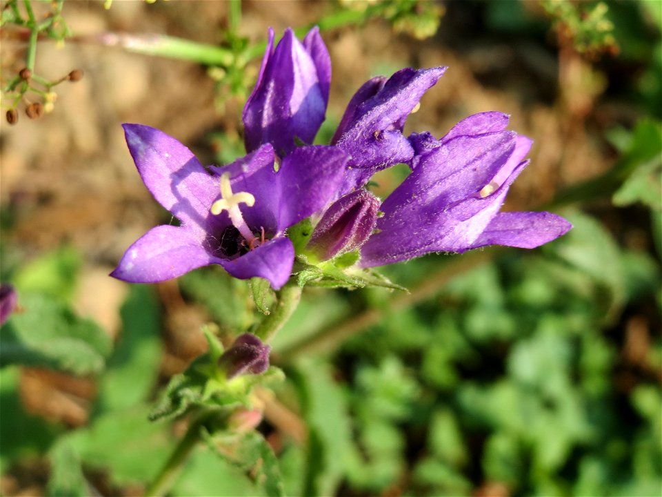 Knäuel-Glockenblume (Campanula glomerata) am Schalkenmehrener Maar
