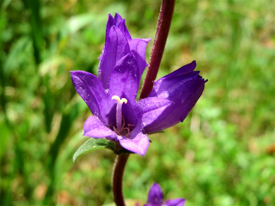 Knäuel-Glockenblume (Campanula glomerata) am Hohen List bei Schalkenmehren