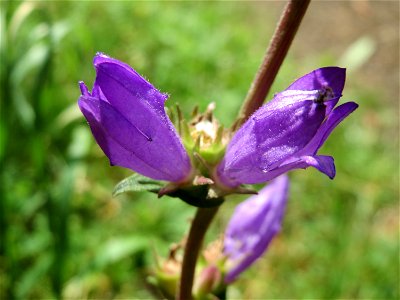 Knäuel-Glockenblume (Campanula glomerata) am Hohen List bei Schalkenmehren