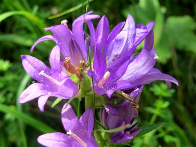 Knäuel-Glockenblume (Campanula glomerata) am Hohen List bei Schalkenmehren