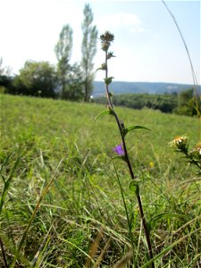 Knäuel-Glockenblume (Campanula glomerata) im Naturschutzgebiet Birzberg photo