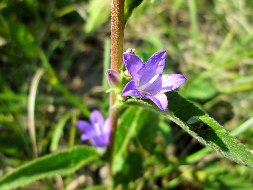 Knäuel-Glockenblume (Campanula glomerata) im Naturschutzgebiet Birzberg
