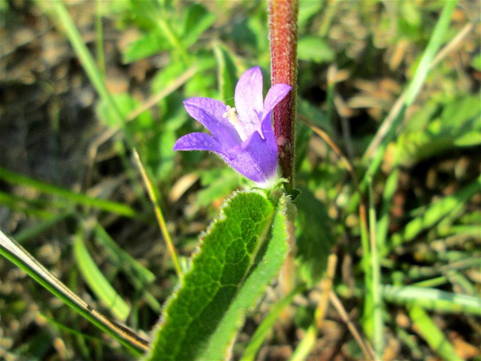 Knäuel-Glockenblume (Campanula glomerata) im Naturschutzgebiet Birzberg