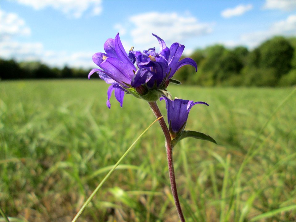 Knäuel-Glockenblume (Campanula glomerata) im Naturschutzgebiet Birzberg, Honigsack/Kappelberghang bei Fechingen