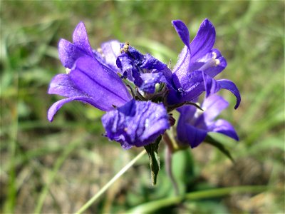 Knäuel-Glockenblume (Campanula glomerata) im Naturschutzgebiet Birzberg, Honigsack/Kappelberghang bei Fechingen