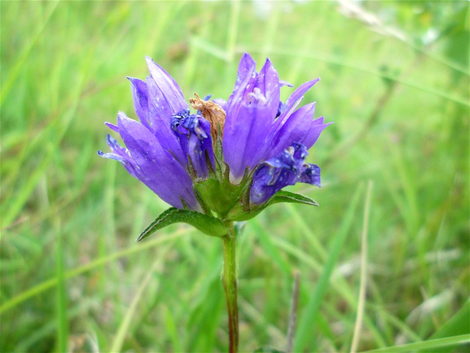 Knäuel-Glockenblume (Campanula glomerata) am Birzberg bei Fechingen (Außerhalb vom Naturschutzgebiet)