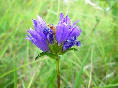 Knäuel-Glockenblume (Campanula glomerata) am Birzberg bei Fechingen (Außerhalb vom Naturschutzgebiet)