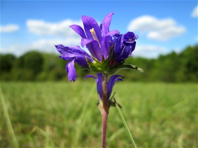 Knäuel-Glockenblume (Campanula glomerata) im Naturschutzgebiet Birzberg, Honigsack/Kappelberghang bei Fechingen