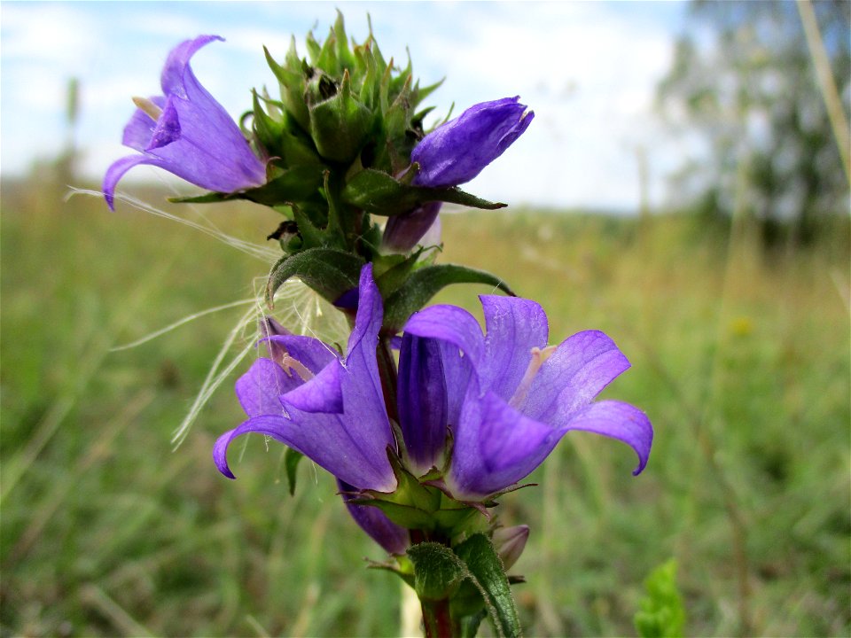 Knäuel-Glockenblume (Campanula glomerata) am Birzberg bei Fechingen (Außerhalb vom Naturschutzgebiet)