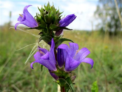 Knäuel-Glockenblume (Campanula glomerata) am Birzberg bei Fechingen (Außerhalb vom Naturschutzgebiet)