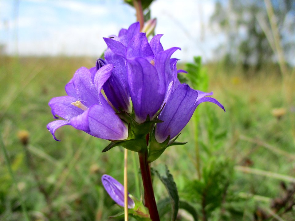 Knäuel-Glockenblume (Campanula glomerata) am Birzberg bei Fechingen (Außerhalb vom Naturschutzgebiet)