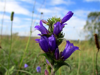 Knäuel-Glockenblume (Campanula glomerata) am Birzberg bei Fechingen (Außerhalb vom Naturschutzgebiet)