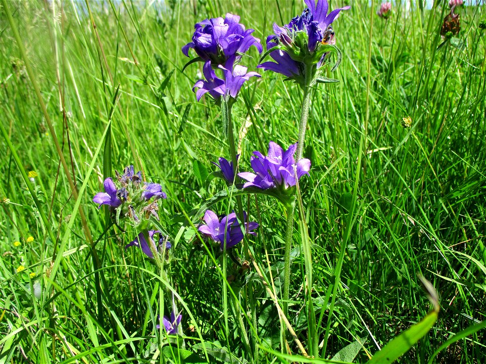Knäuel-Glockenblume (Campanula glomerata) im Naturschutzgebiet „Birzberg, Honigsack/Kappelberghang“