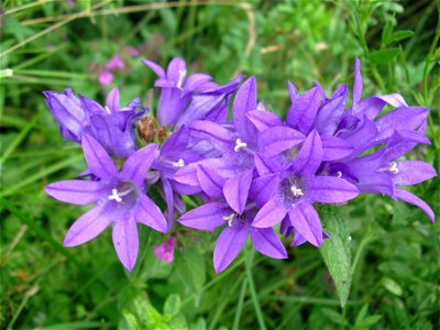 Fleur au bord du lac de l'oule