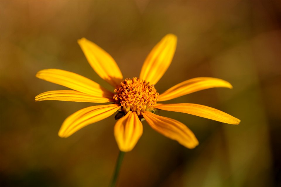 NPS | N. Lewis

(A7A1014)