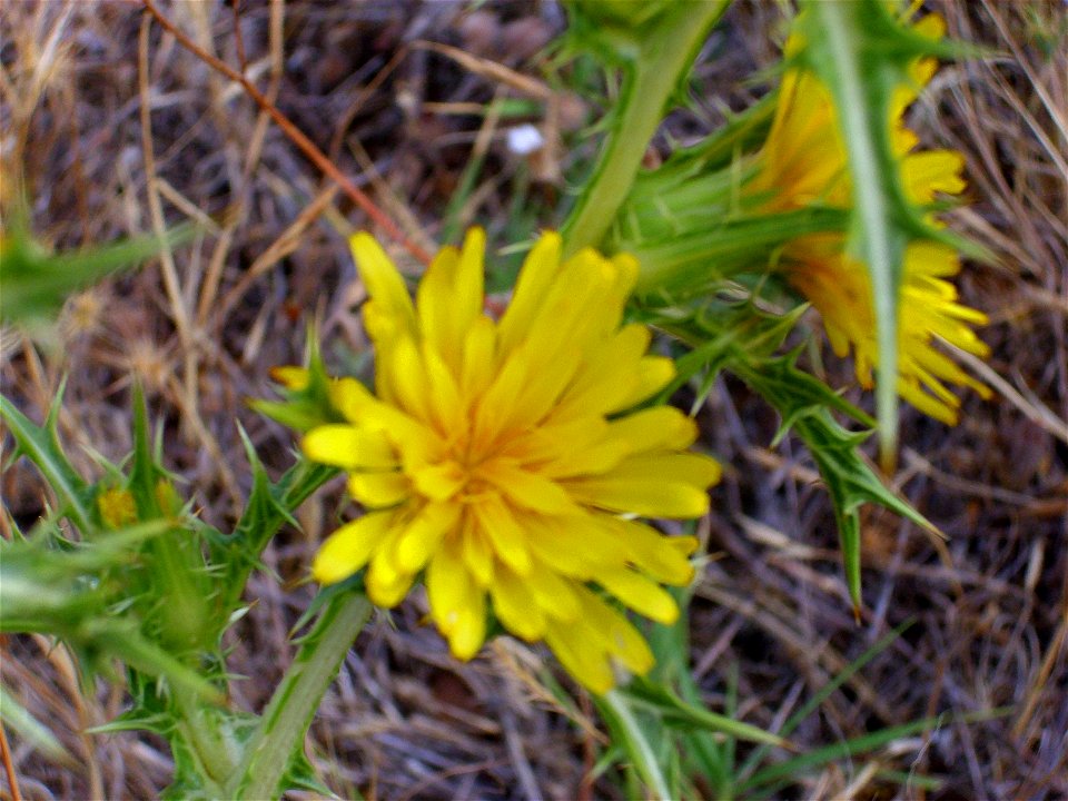 Scolymus hispanicus flower close up, Campo de Calatrava, Spain