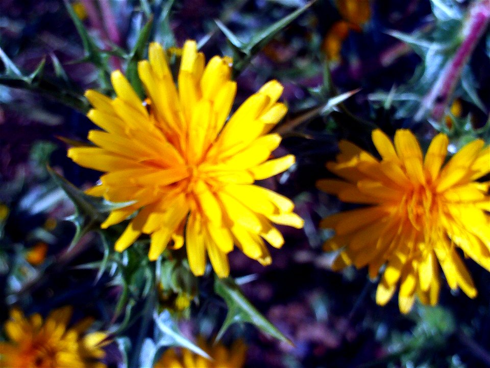 Scolymus hispanicus flower close up, Campo de Calatrava, Spain