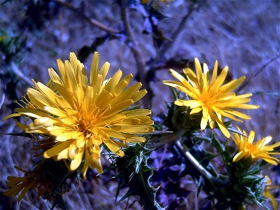 Scolymus hispanicus flower close up, Campo de Calatrava, Spain