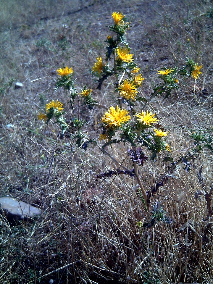 Scolymus hispanicus Habitus, Campo de Calatrava, Spain