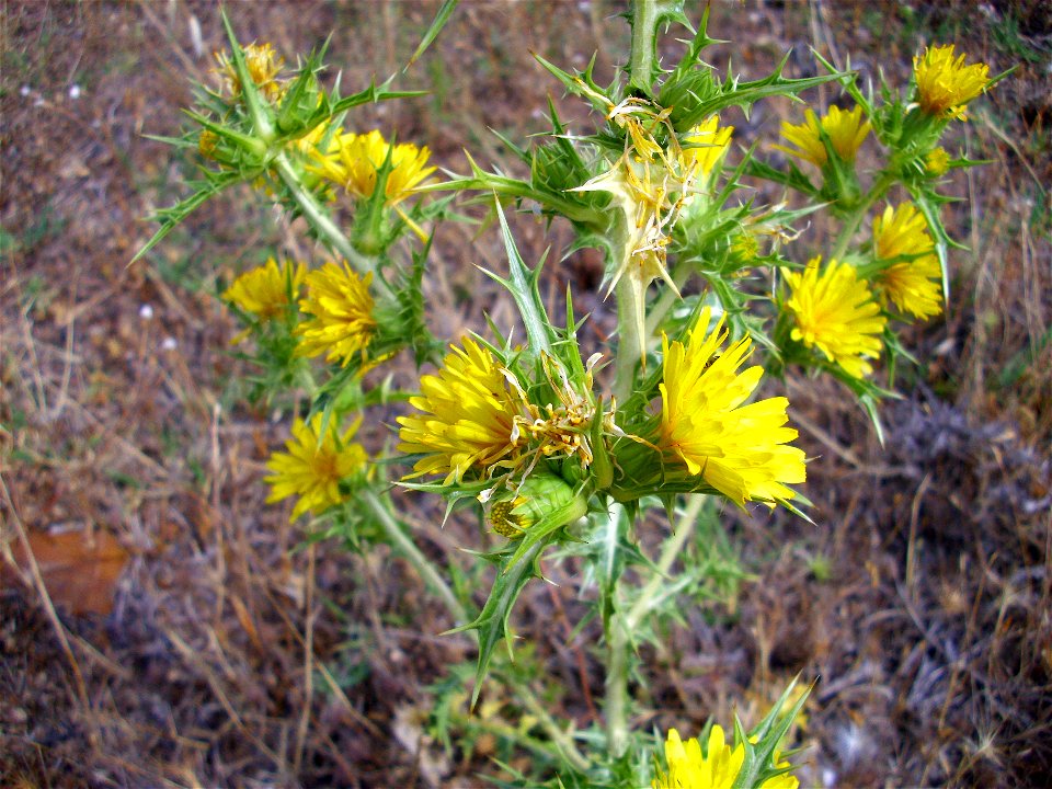 Scolymus hispanicus habitus, Campo de Calatrava, Spain