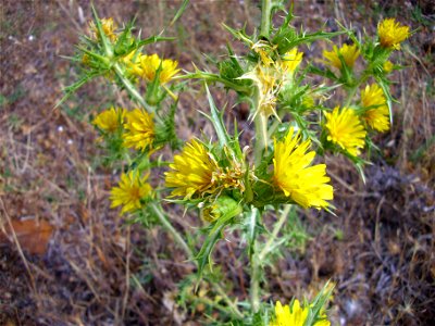 Scolymus hispanicus habitus, Campo de Calatrava, Spain