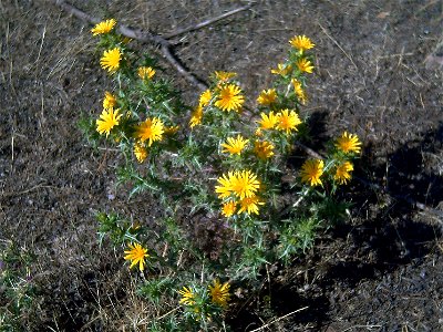 Scolymus hispanicus habitus, Campo de Calatrava, Spain