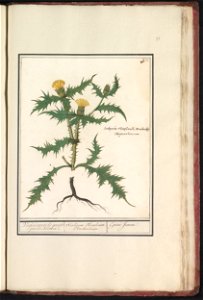IdentificatieTitel(s): Gele distel (Scolymus hispanicus)Virginiaensche groote ganze Bloeme. / Scolijnus Theophrasti Narboniensis. / Epine Jeaune. (titel op object)Objecttype: tekening Objectnummer: RP