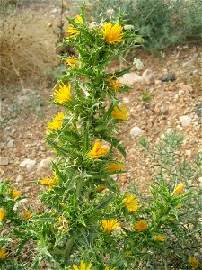 , Spanish Oyster Thistle or tagarnina